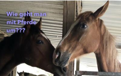 Pferde-Freunde